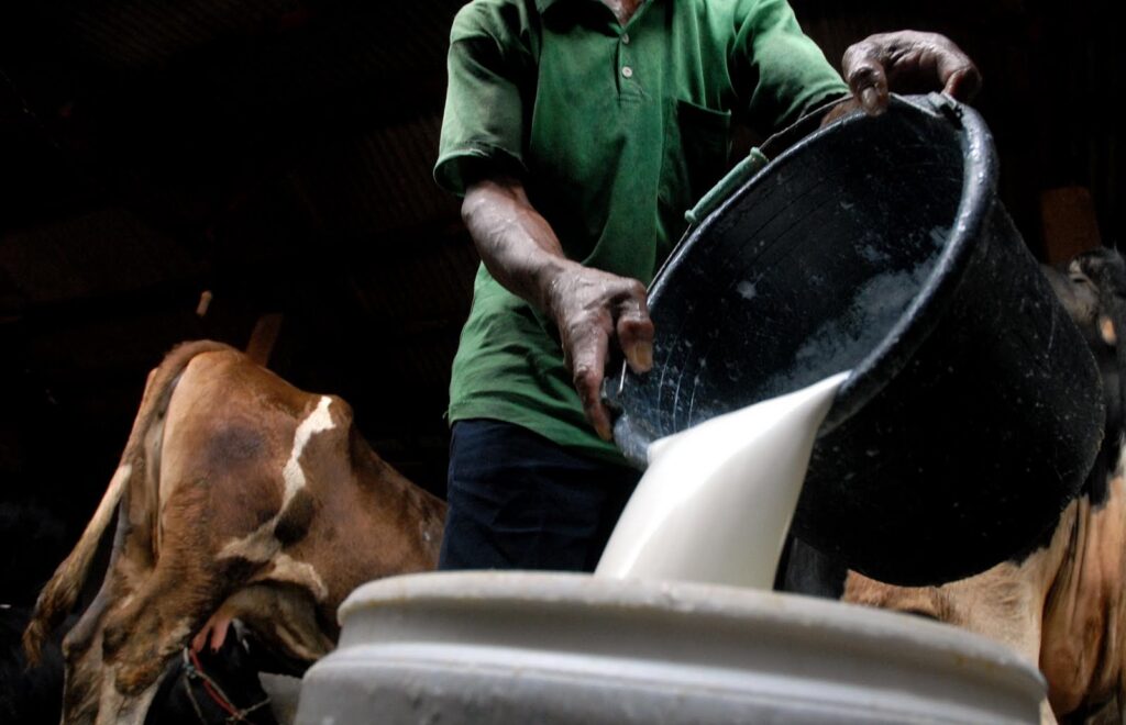 Kemitraan Peternak Sapi Lokal, Menghasilkan Susu Segar Untuk Nestle